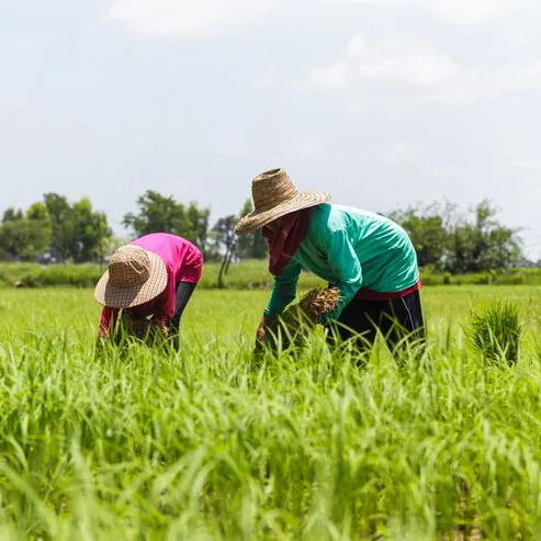 Agriculture Industry