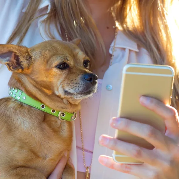 Dog Walking App Solutions Kolkata, India