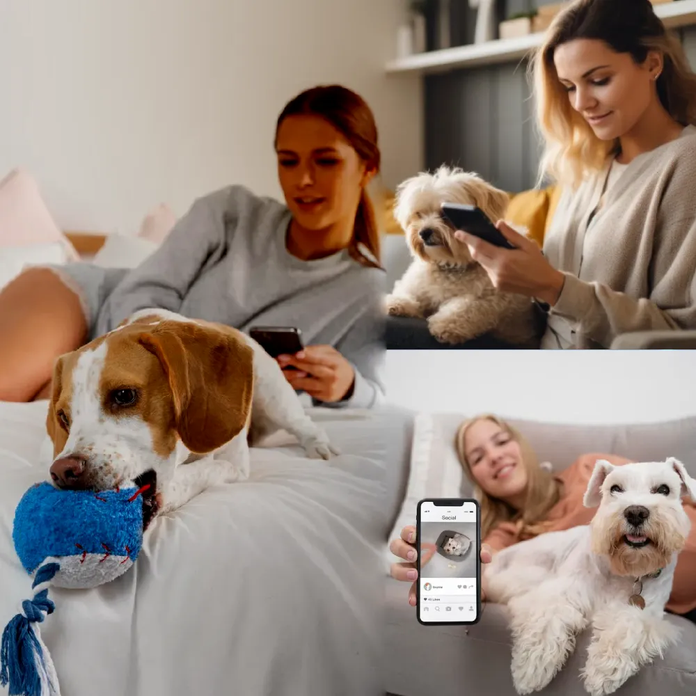 Pet Care App Development Company in Kolkata, India